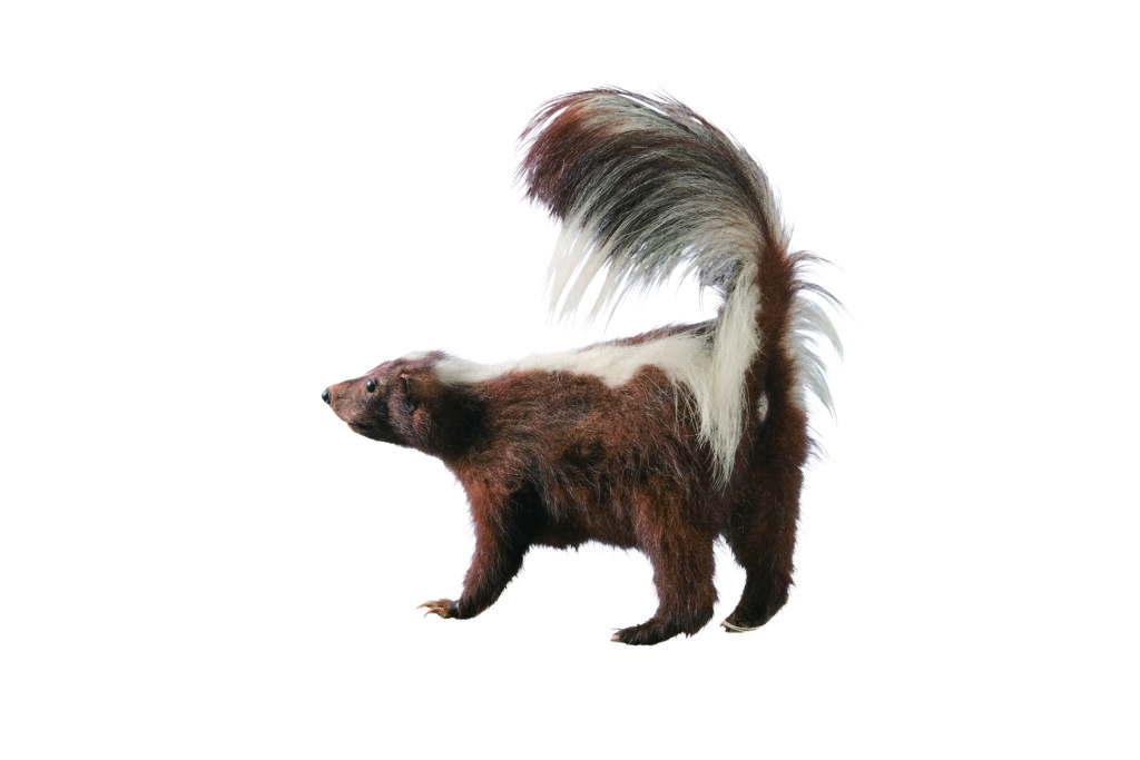 06-5_シマスカンク　剥製　国立科学博物館蔵